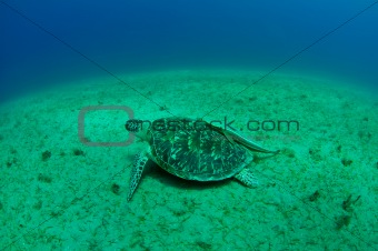 sea turtle