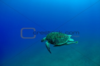 gren turtle
