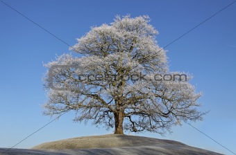 Frosty tree