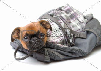Funny puppy in a backpack, isolated