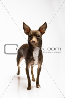 Picture of a funny curious toy terrier dog looking up.