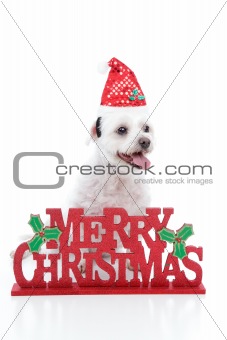 Puppy dog and Merry Christmas sign