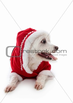 Dog wearing a little red riding hood
