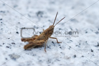 grasshopper on stone