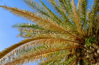 Palm tree branches