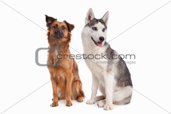 Siberian Husky puppy and mixed breed dog