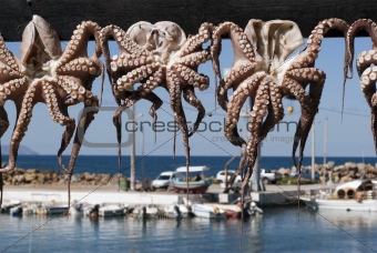 Octopuses and harbour
