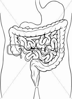 Human internal digestive system