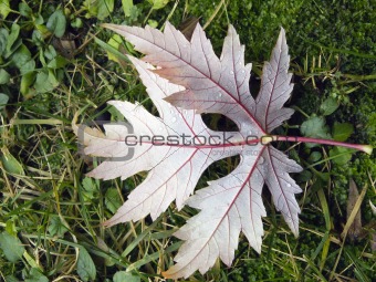 Autumn: leaf