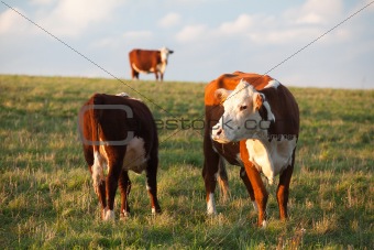 The cows