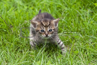 tabby in the grass