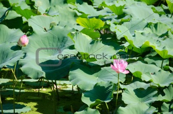Beautiful pink lotus flowers