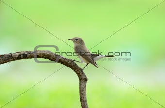 red-throated flycatcher