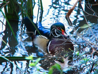 wood duck at pond's edge