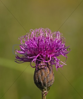 Violet flower of a burdock