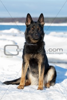 Black German Sheepdog