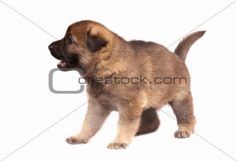 shepherd`s dog puppy
