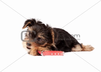Yorkshire Terrier puppy with red collar