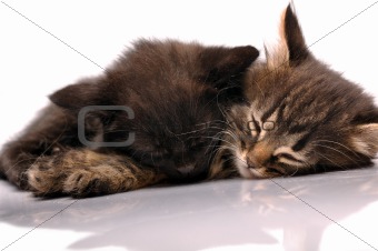 two kittens sleeping together