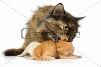 mother cat with kittens
