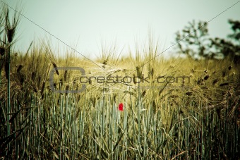 Golden grain field closeup with poppy flower
