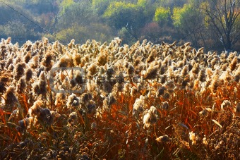 Marsh landscape