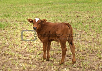 Spring time young brown calf for beef