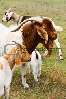 Billy goat with nanny goats