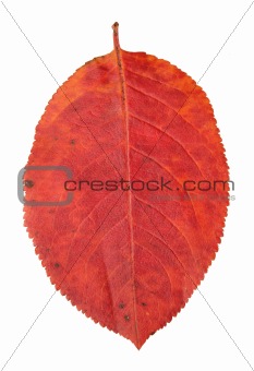 red  leaves