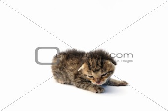 Kitten over white background