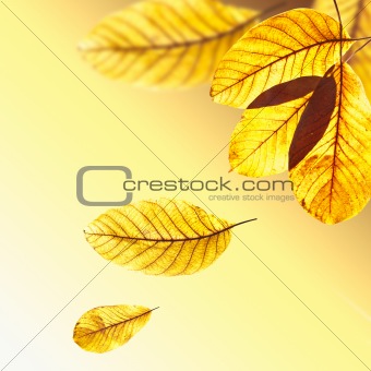 Beautiful golden leaves of walnut tree in warm sunbeam. Autumn p