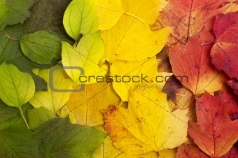 Beautiful fallen leaves lying in tree color line: green, yellow,