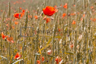 golden wheat with red poppy