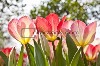 Tulips  