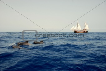 Three dolphin and the ship