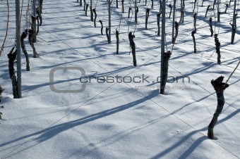 Vines and snow
