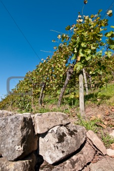 Vineyard with wall