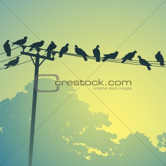 Birds on a Lines