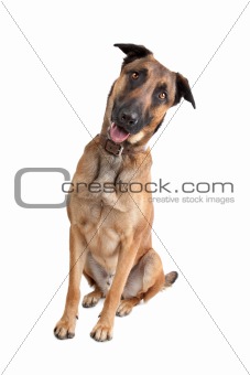 Belgian Shepherd Dog Malinois