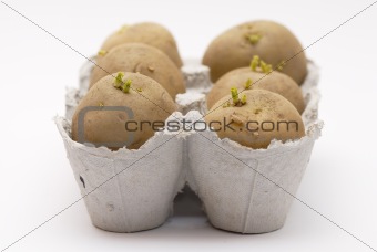 Six potatoes chitting (sprouting) in an egg carton.
