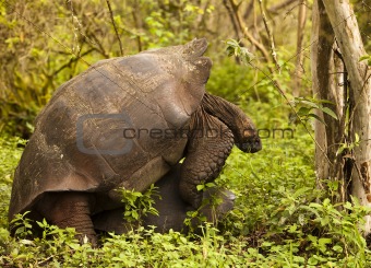 Wild Tortoises Mating