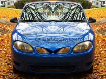 blue car on maple leaves