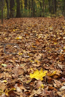 leaf trail in forest