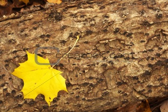 yellow maple leaf on trunk