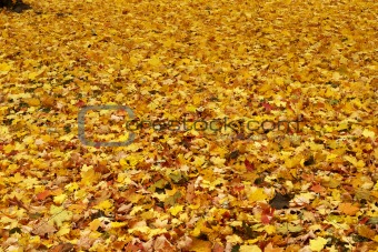 yellow maple leaves background