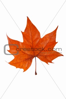 One maple leaf