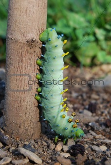 Caterpillar Colors