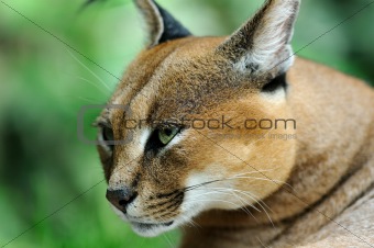 Caracal