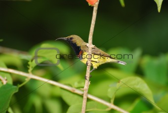 male olive-backed sunbird