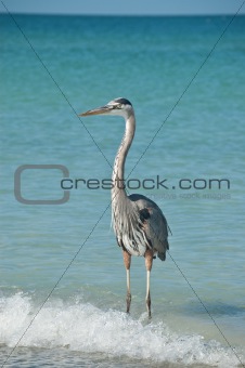 Great Blue Heron on a Florida Beach